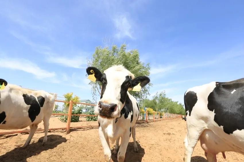 零售圣牧牛奶,圣牧牛奶销售市场前景