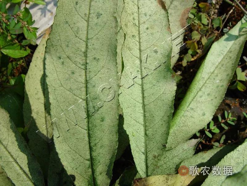 樱桃常见病虫害有哪些,樱桃常见病虫害有哪些症状