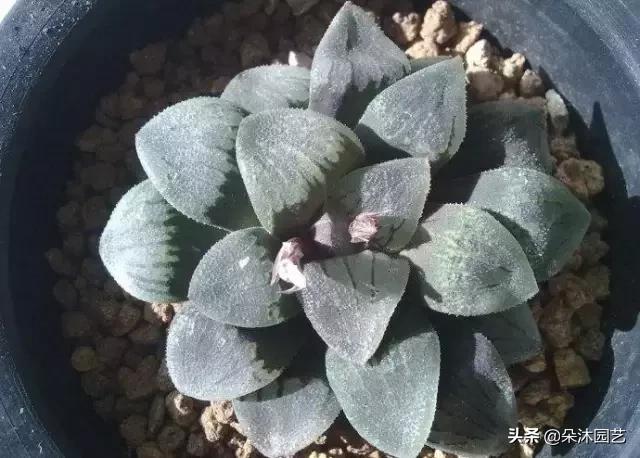 多肉十二卷寿的窗口怎么不透明,多肉热点话题