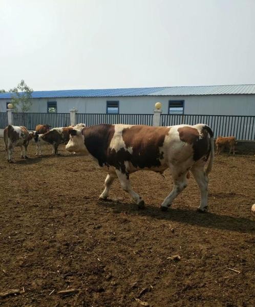 老手养牛20只一年赚多少钱,教养牛20只黄牛一年赚多少钱