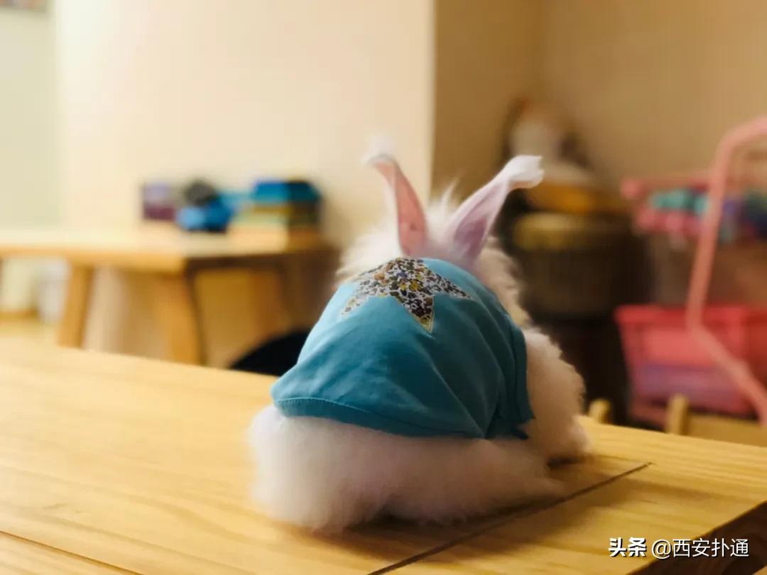 西安撸兔店,西安撸兔体验馆团购