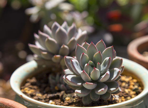 好养又漂亮的多肉品种,九尾狐多肉用大盆养好还是小盆好