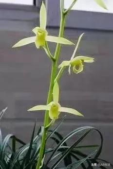 每日一品兰花图片大全,每日一品兰花价格