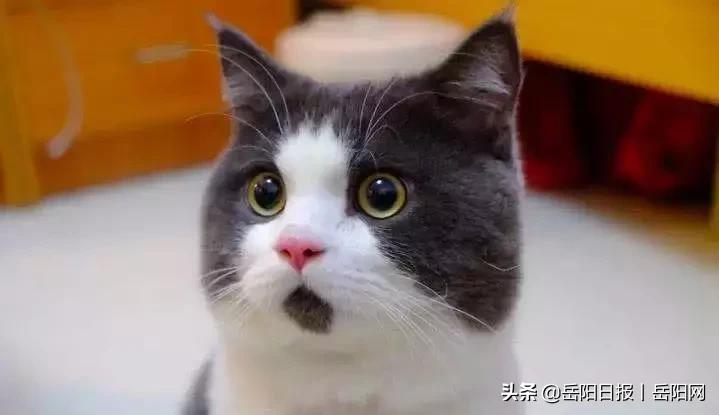 事发汨罗，嫌犯委托律师退赃102万！