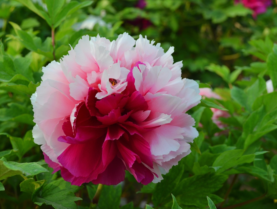 牡丹，熟悉而陌生——“花王”的前世今生，带你重新认识牡丹