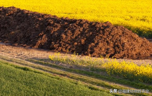 鸡粪牛粪羊粪有机粪,鸡粪牛粪羊粪马粪哪种最好