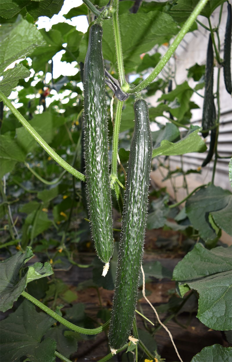 新品种黄瓜视频,黄瓜新品种大集合