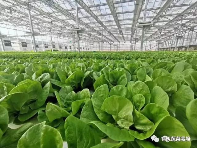 无土栽培技术科普知识大全,无土栽培的优点大家可以了解一下