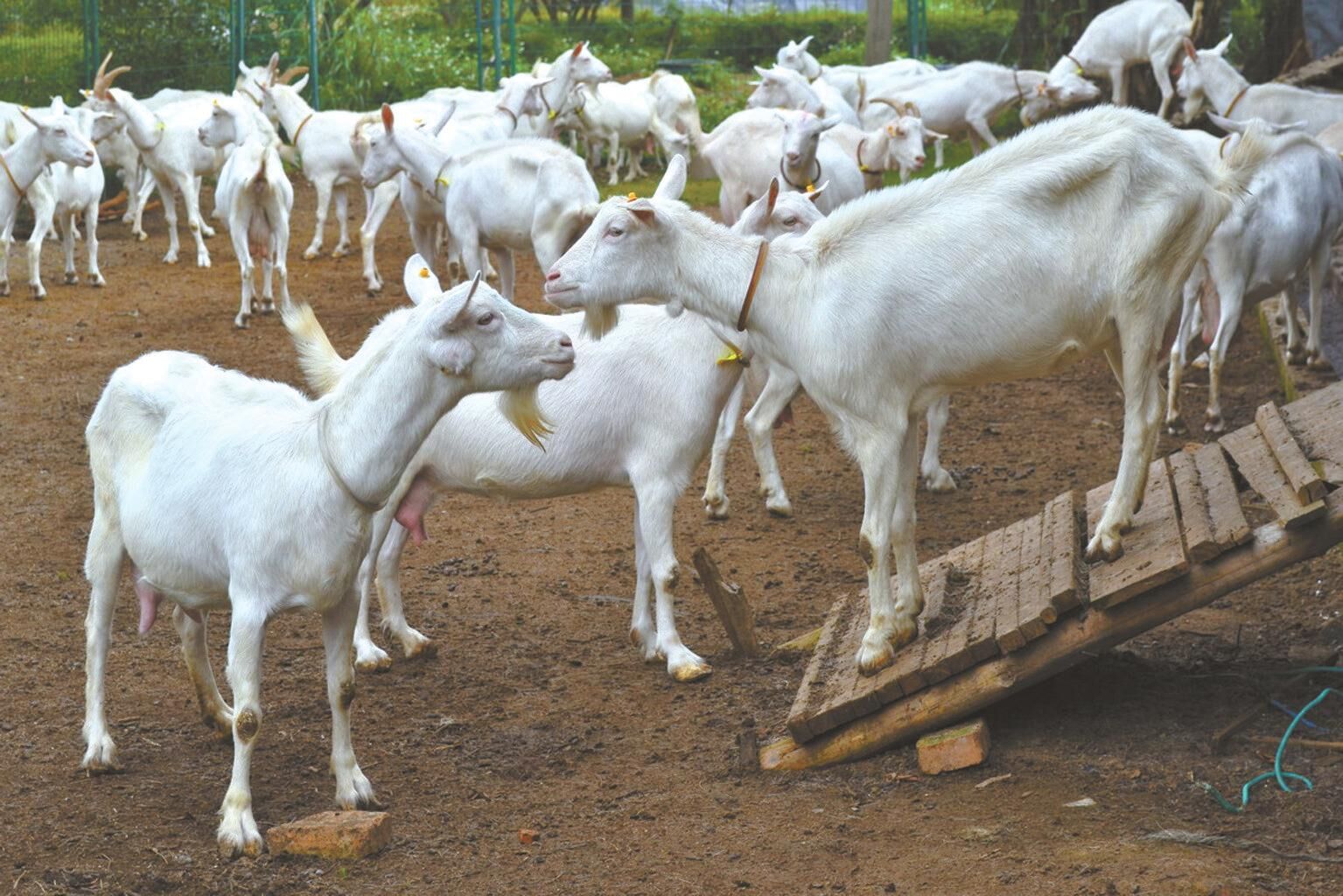 农村这两个养殖项目年收入十几万，我要回乡创业选哪个更好？