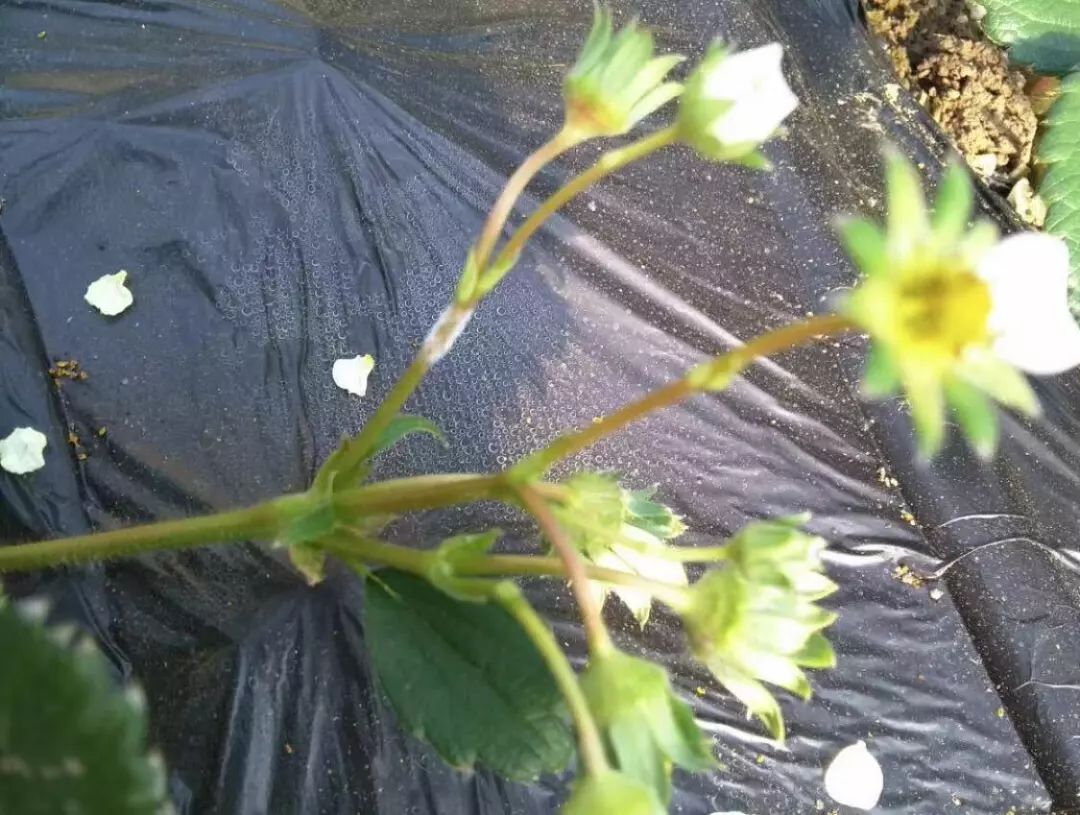 草莓叶片上一层白霉，低温寡照发生多，农民如何防治？