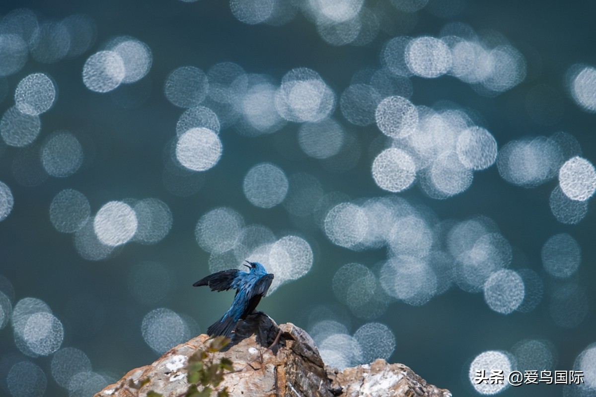 2020观鸟大年,观鸟大年完整版
