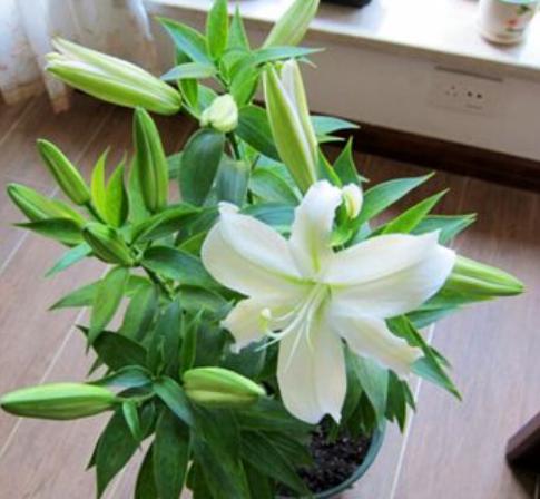 百合花第二年冒芽了怎么养,百合花冒芽了还可以覆土吗