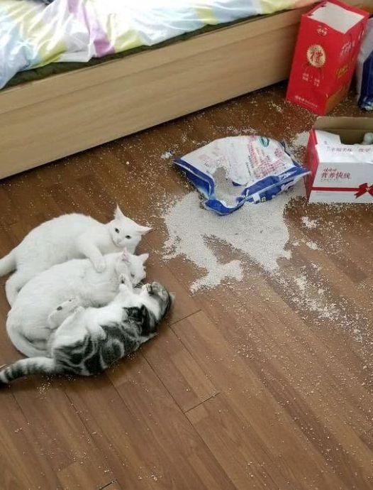 猫咪喜欢舔塑料是什么原因,洗完头猫咪喜欢舔主人头发