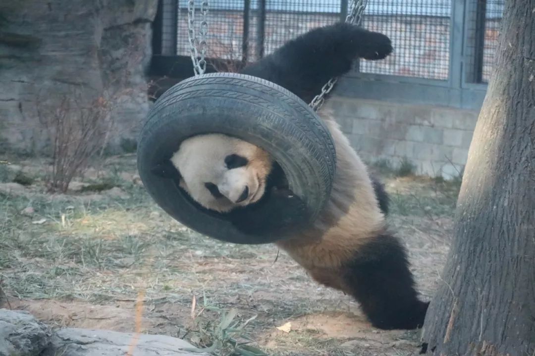熊猫被绳子吊七个小时没人发现,熊猫被卡轮胎