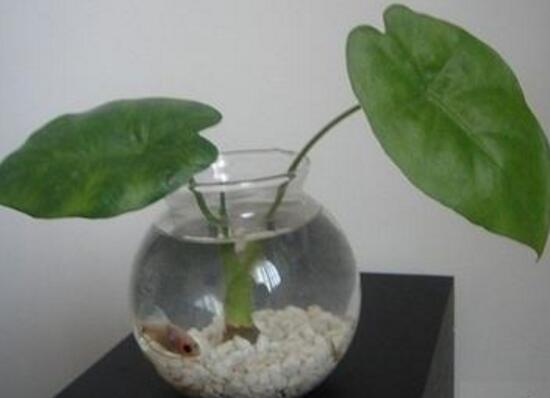 滴水观音烂根怎样处理,水培滴水观音不烂根土培就烂根