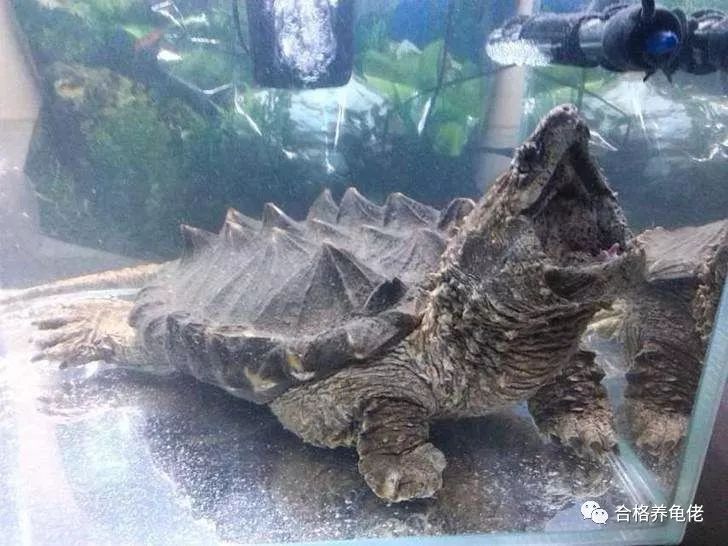 每周一龟｜美洲暴君：真鳄龟