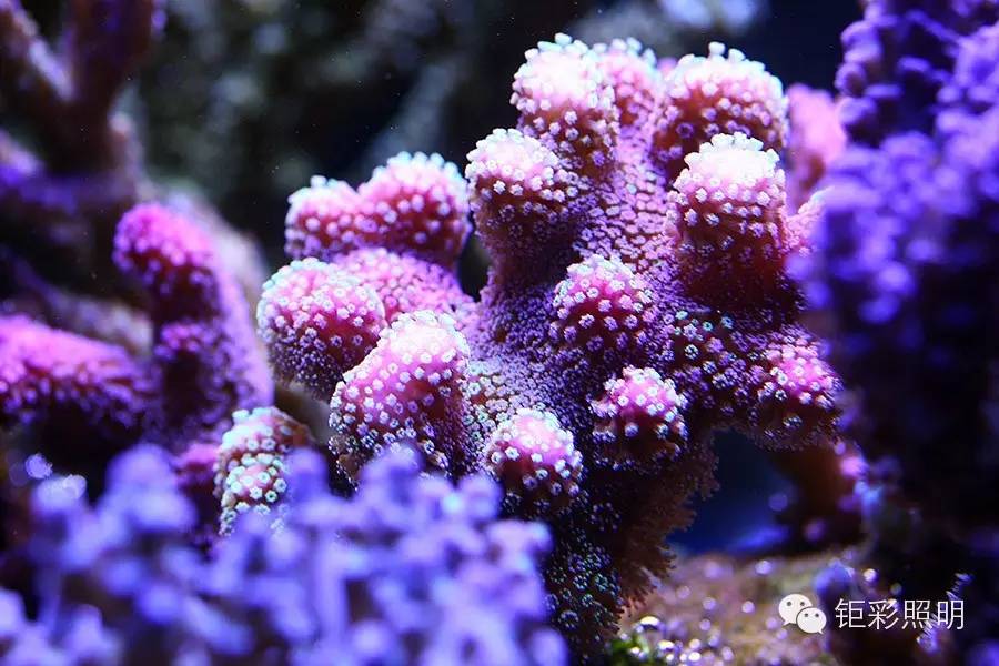 KELO钜彩照明--AO100S水族灯