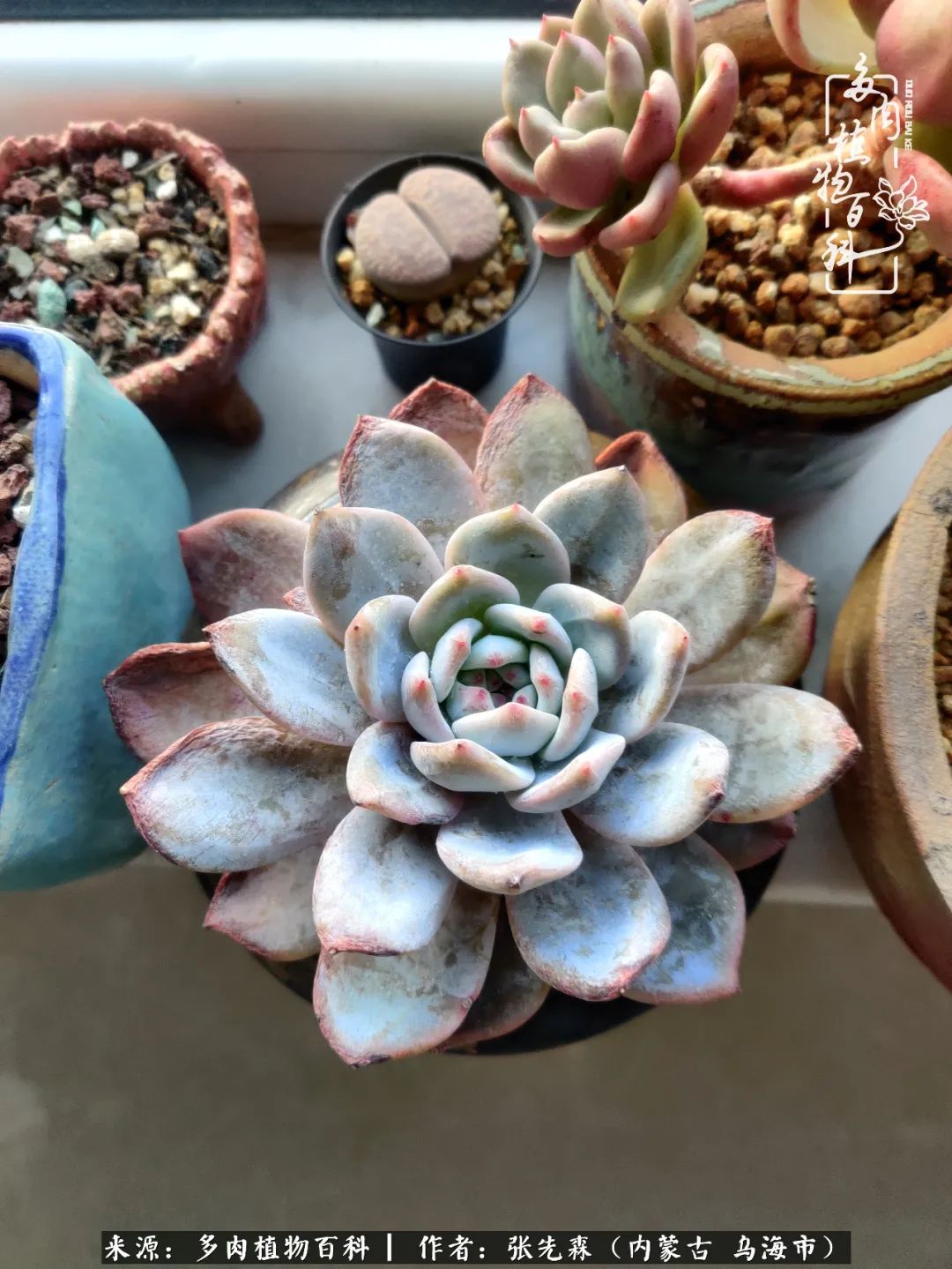 吸取教训，不断探索，英语老师的多肉碎碎念