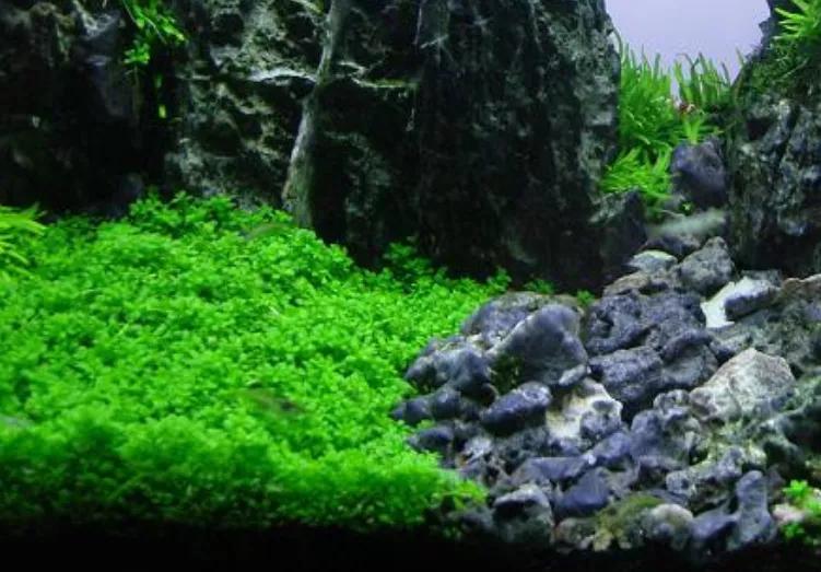 这个小缸太厉害了，佩服作者的养功