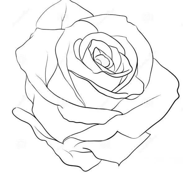 玫瑰花怎么画线稿,玫瑰花线稿图ps