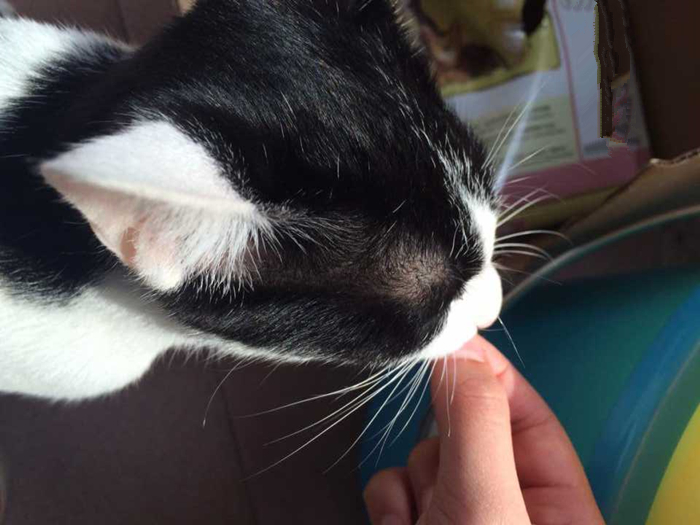 家里猫不愿意吃鱼,主人在家猫不吃不喝不上厕所