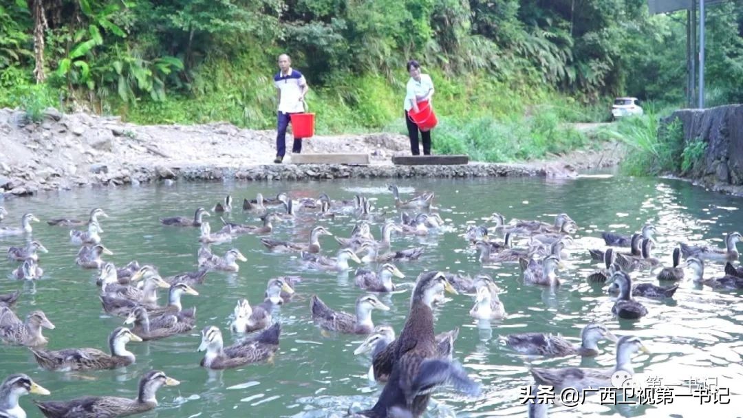 “仙草林”有什么致富宝？“罗曼粉”还可以下“金蛋.......