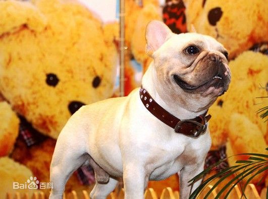 宠物狗小型犬品种排名大全及图片,性格温顺的小型犬有哪些