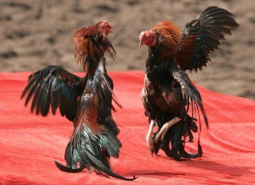 斗鸡的养殖方法和注意事项,斗鸡养殖方法和技巧
