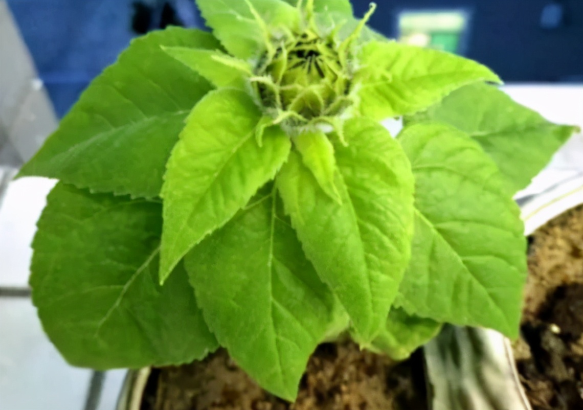 喜欢向日葵就栽一盆它吧！注意3点既能观赏又能吃