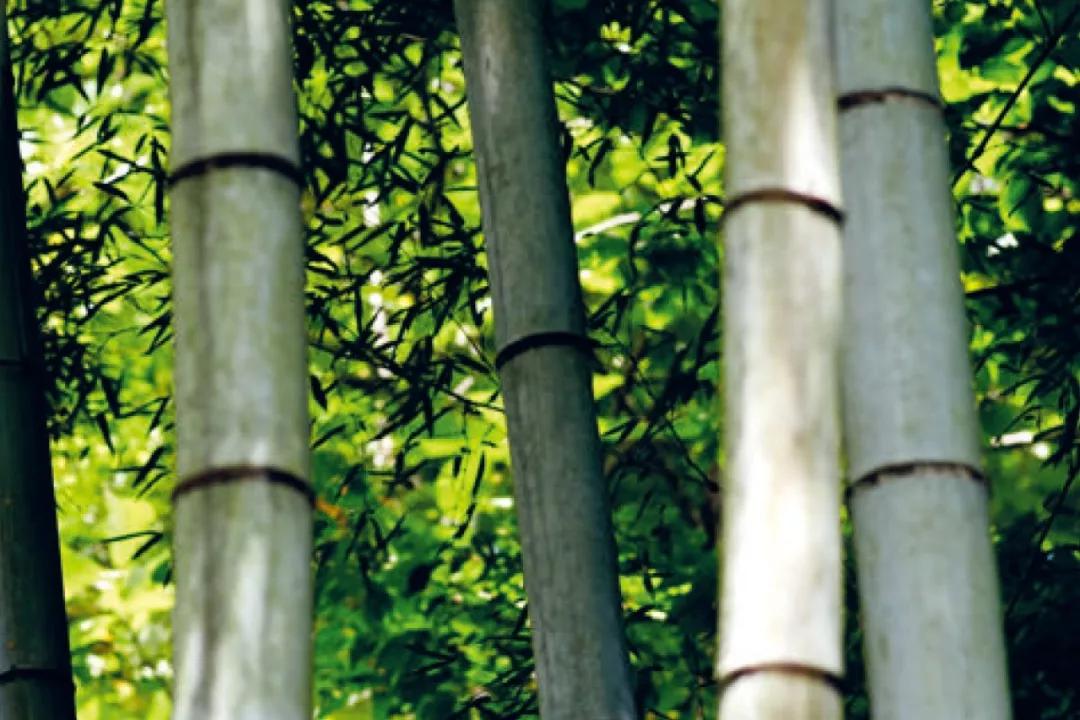 隈研吾大师的顶级复式豪宅,隈研吾最新定制级绝美奢宅