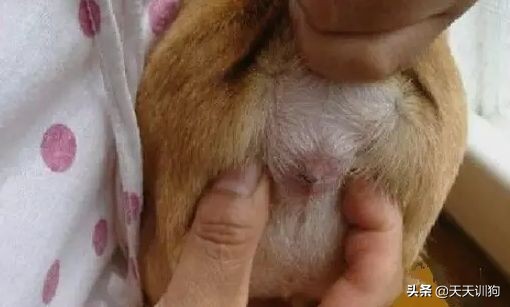 狗狗刚洗完澡还是有体味怎么办,打完疫苗第一针狗狗突然体味很重