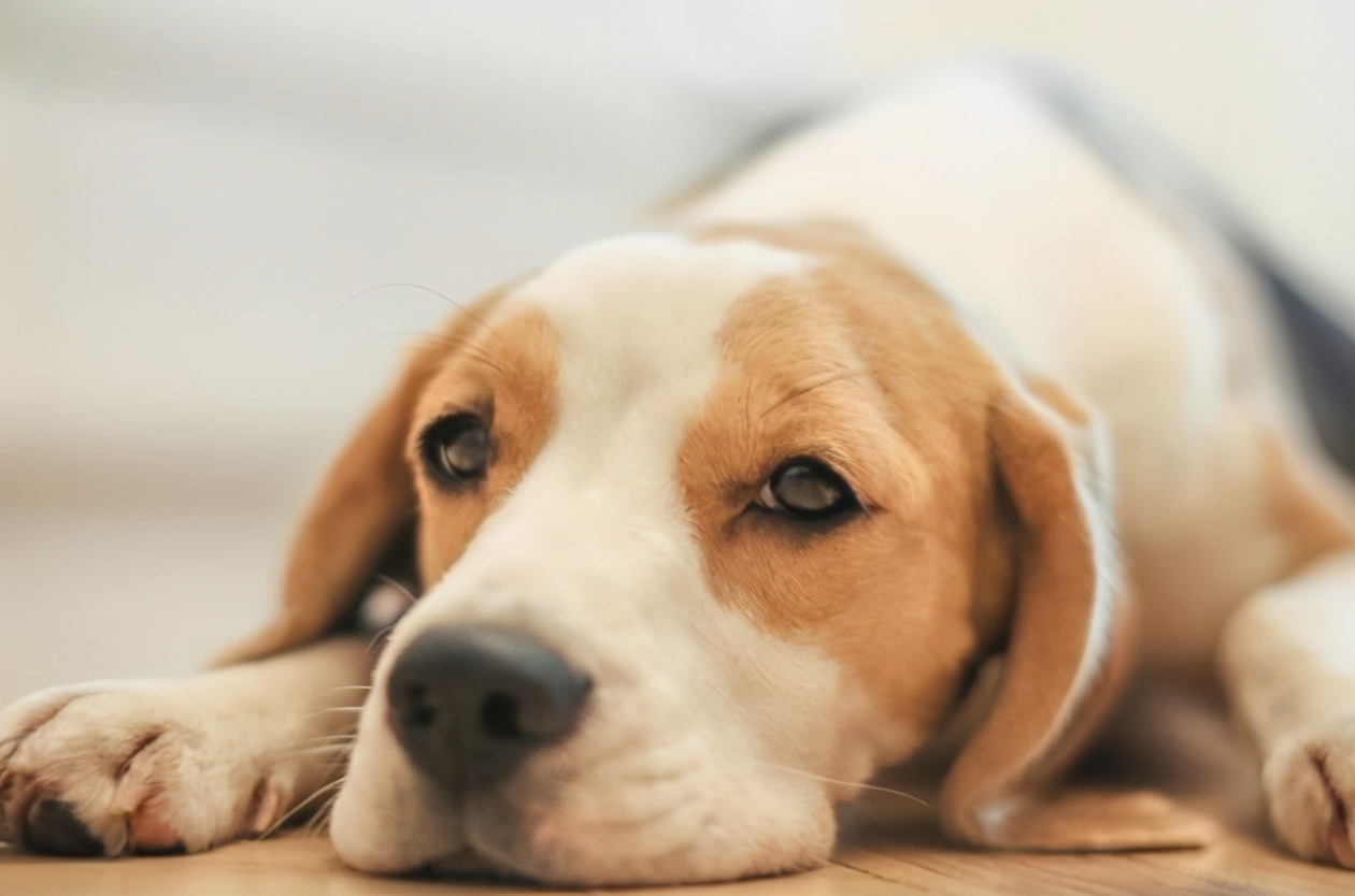 有什么防暑小妙招,狗狗防暑小常识