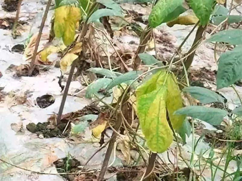 豆角怎样防治病虫害才能高产稳产,豆角前期预防各种病害