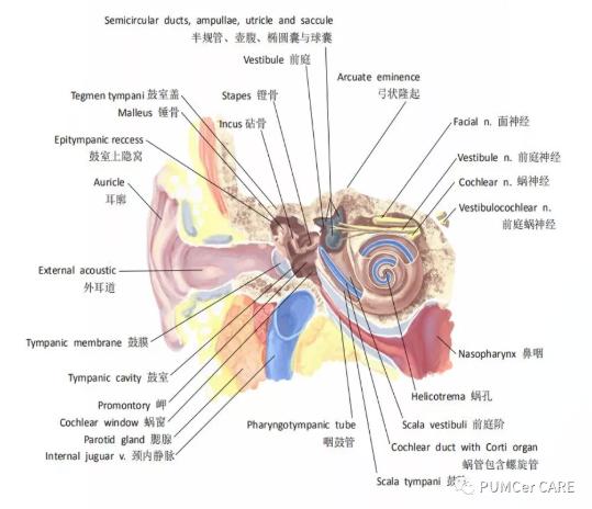 医学解剖创意绘画及作品简介,解剖手骨绘图大赛手绘图