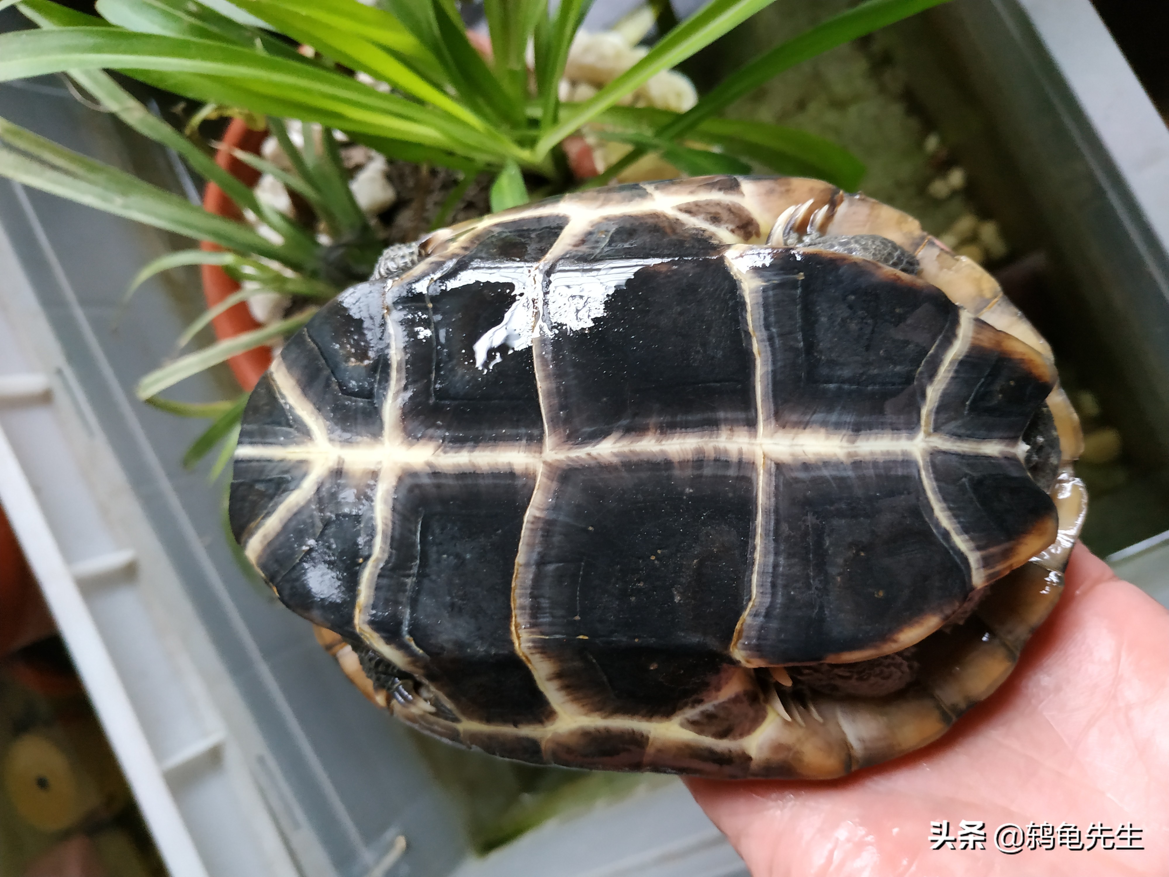 草龟冬眠的正确养法,草龟用湿毛巾冬眠法