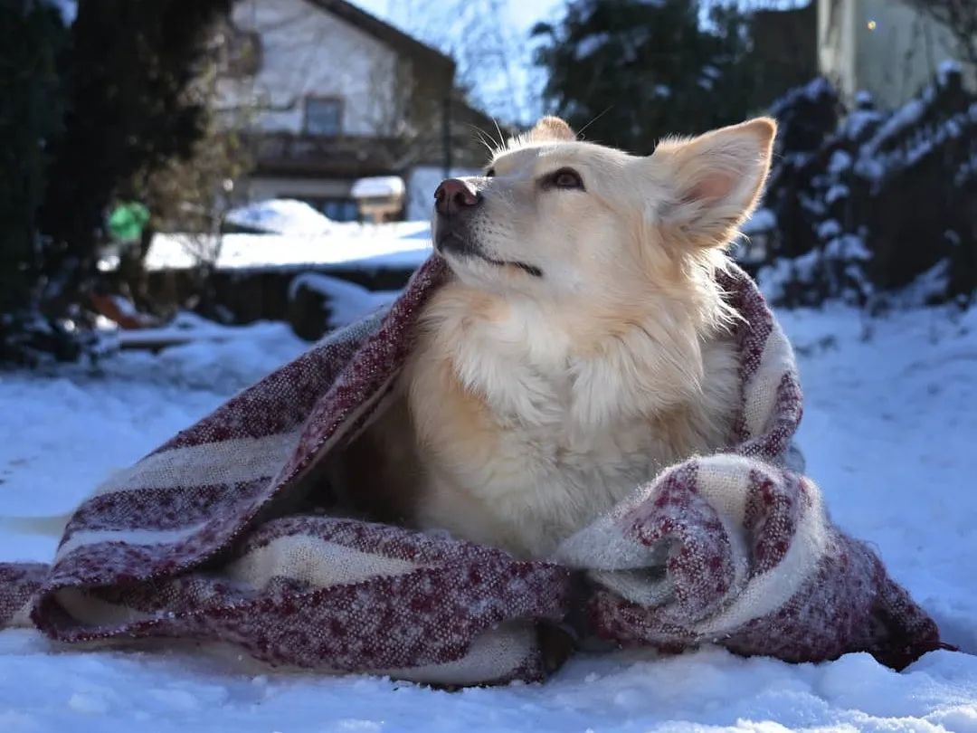 狗狗吃饭太急怎么办,狗狗吃得太急咬手怎么教