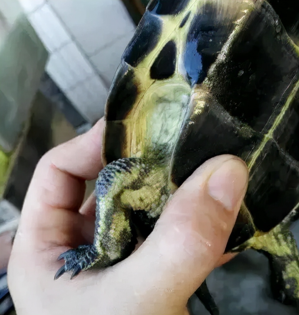 草龟的基因怎么遗传,草龟食欲变差的有哪几种症状