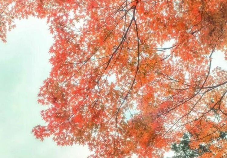 鍒濊瘑闄嗚壇,杩藉繂闄嗚壇