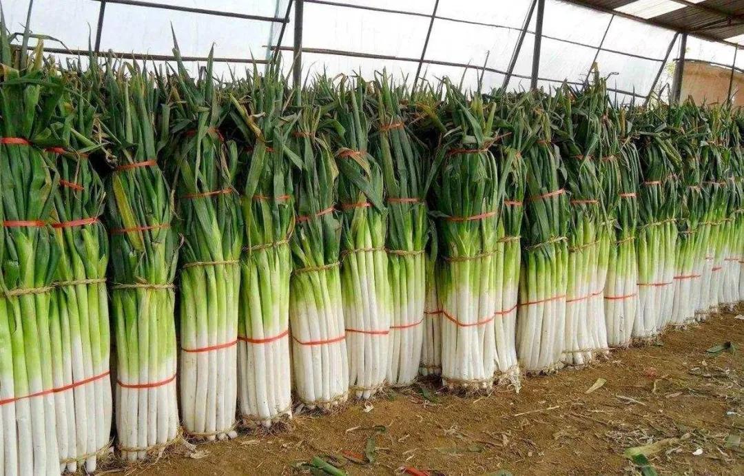 中国葱类大全,哪个品种葱产量最高