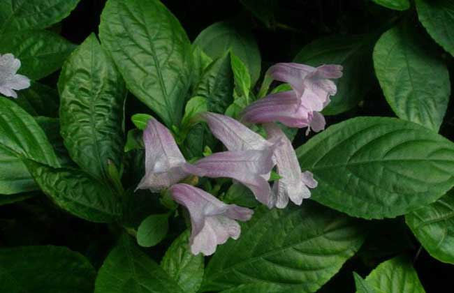 板蓝根是不是降火用的,板蓝根清热解毒的原理是什么