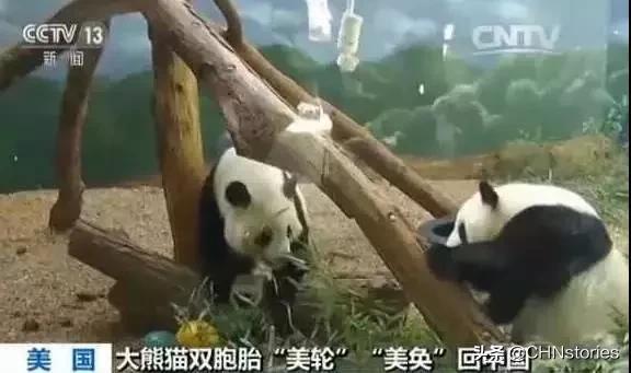 熊猫贝贝回国后的生活,和平大使熊猫
