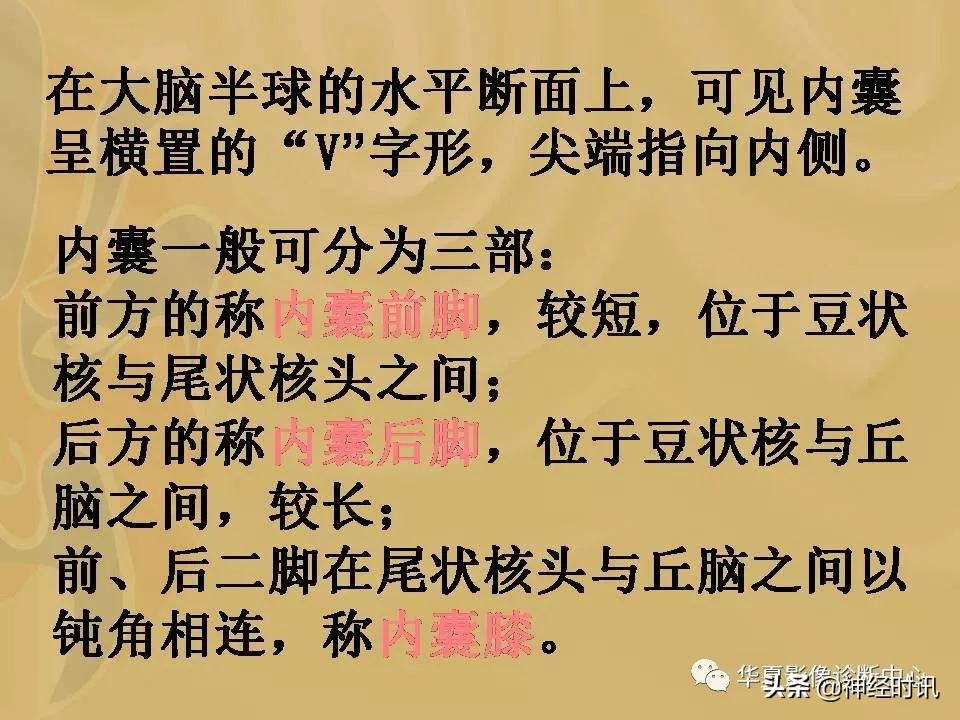 基底节ct解剖示意图,影像解剖图谱怎么用