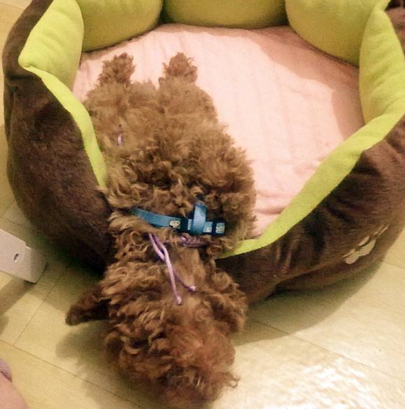 泰迪可以上床睡觉吗,泰迪要上床睡怎么办