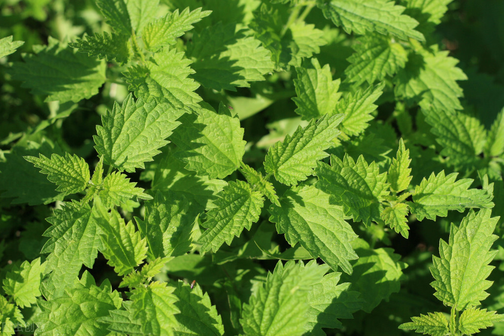 一味草药治百毒,一味中草药止痒