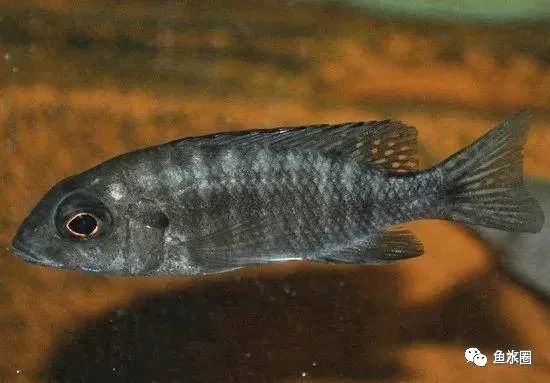 三湖慈鲷马鲷孔雀鱼多久发色,三湖慈鲷鱼之马鲷鱼
