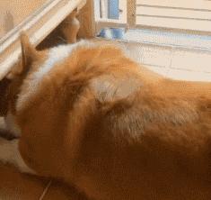 狗狗关节有问题是什么表现,狗狗关节疾病饮食上需要注意什么