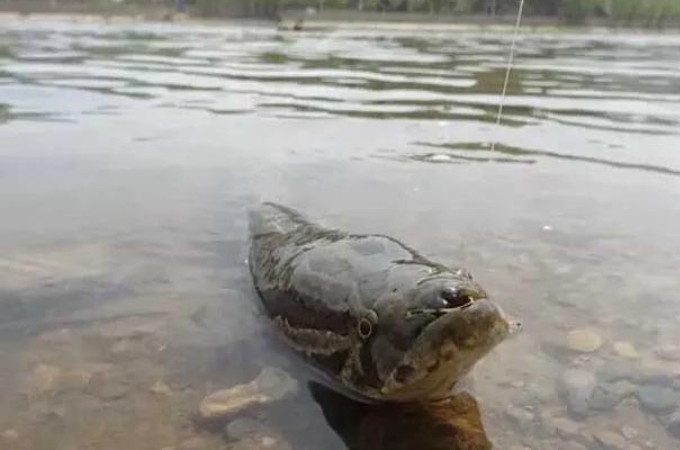 二十年老鱼塘钓黑鱼,黑鱼怎么钓又简单又好