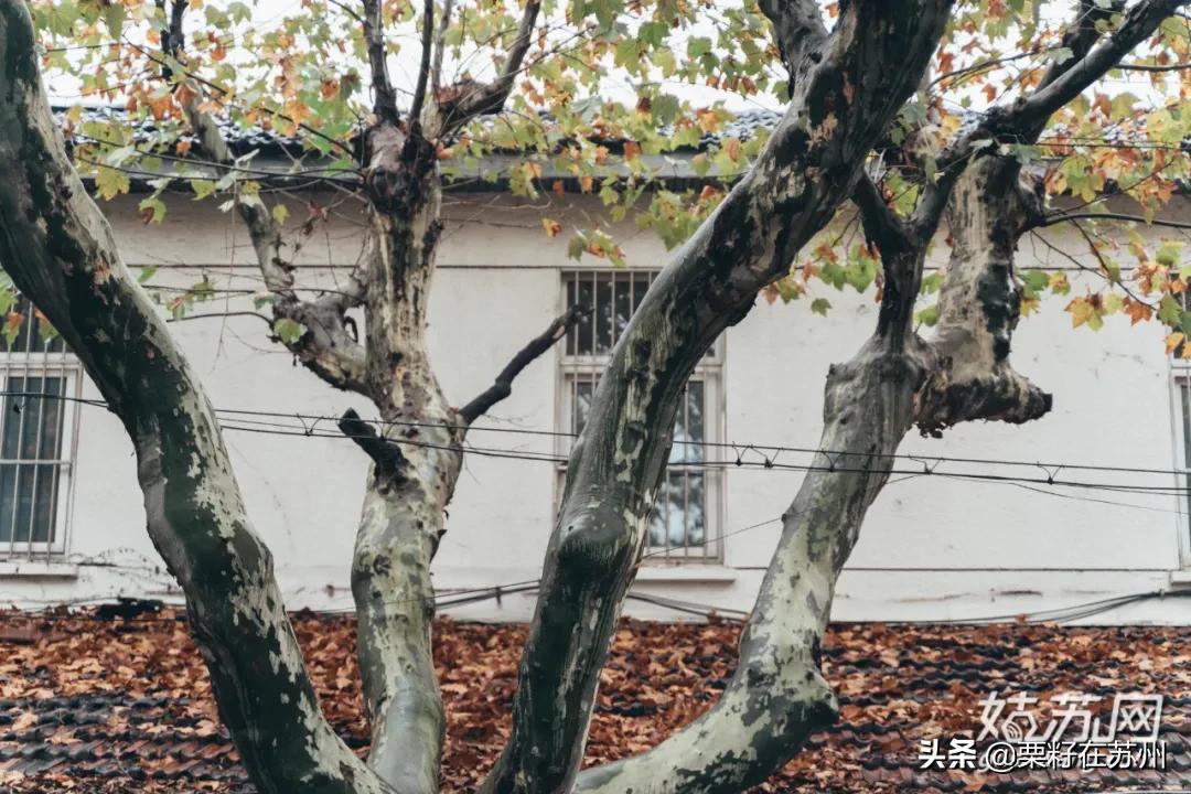 苏州古城区步行道,苏州古城步行线路石路