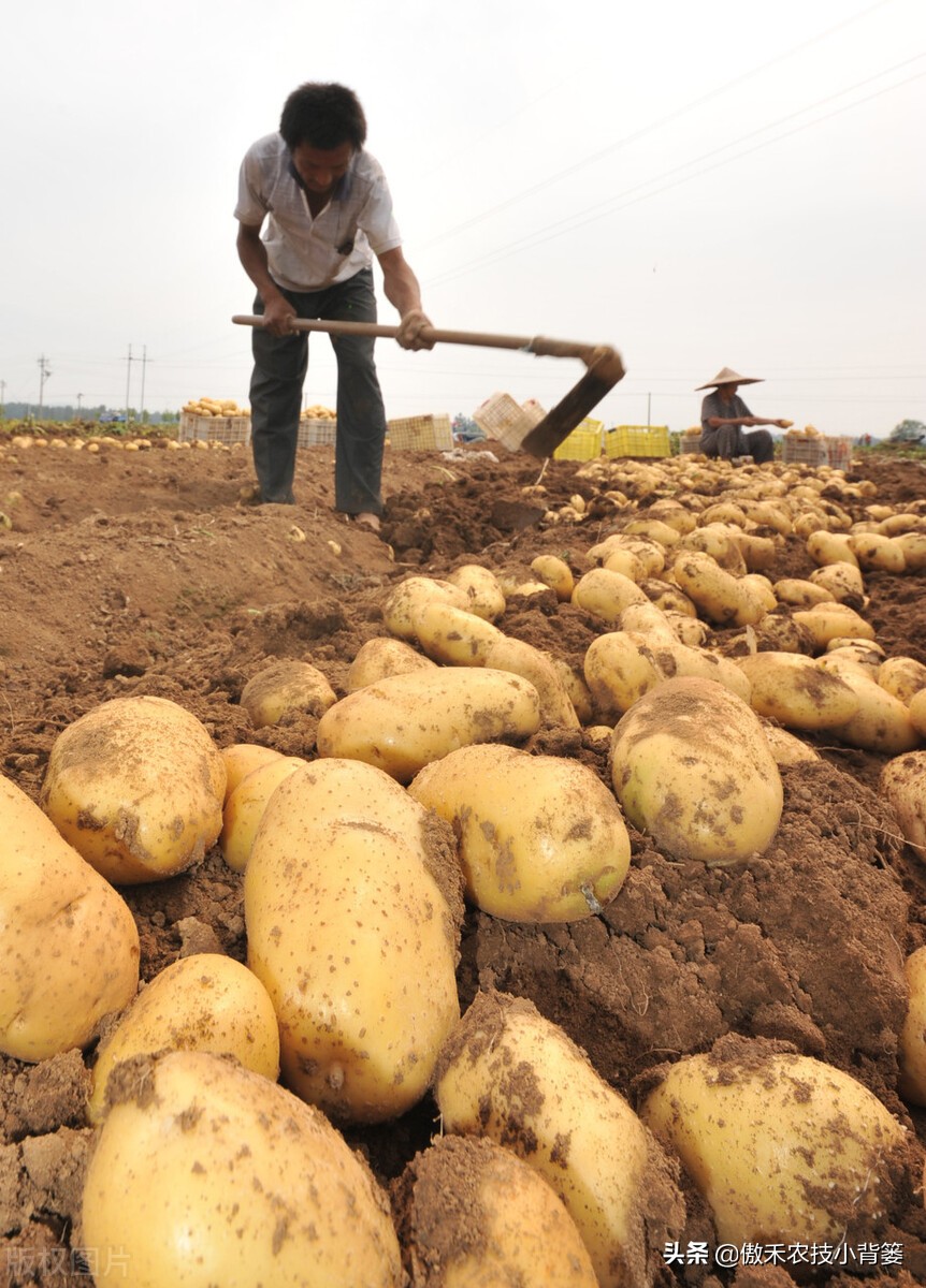 土豆高产种植技术全过程,秋土豆种植技术怎么才能高产