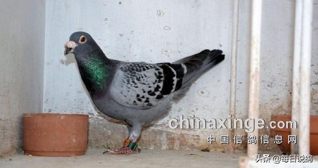 96年巴塞罗那比赛录像,2011年巴塞罗那五冠王